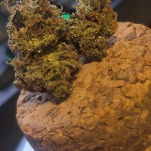 או סי אם (OCM) – סאטיבה T22/C4