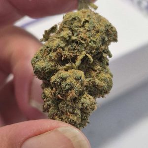 או.ראנטז (O.Runtz) – אינדיקה T22/C4