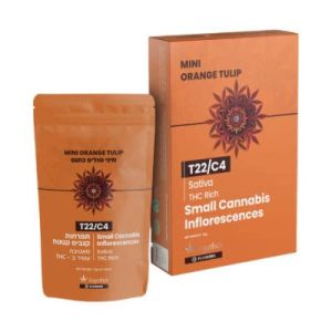 אורנג' טוליפ כתום מיני (Orange Tulip Mini) – סאטיבה T22/C4
