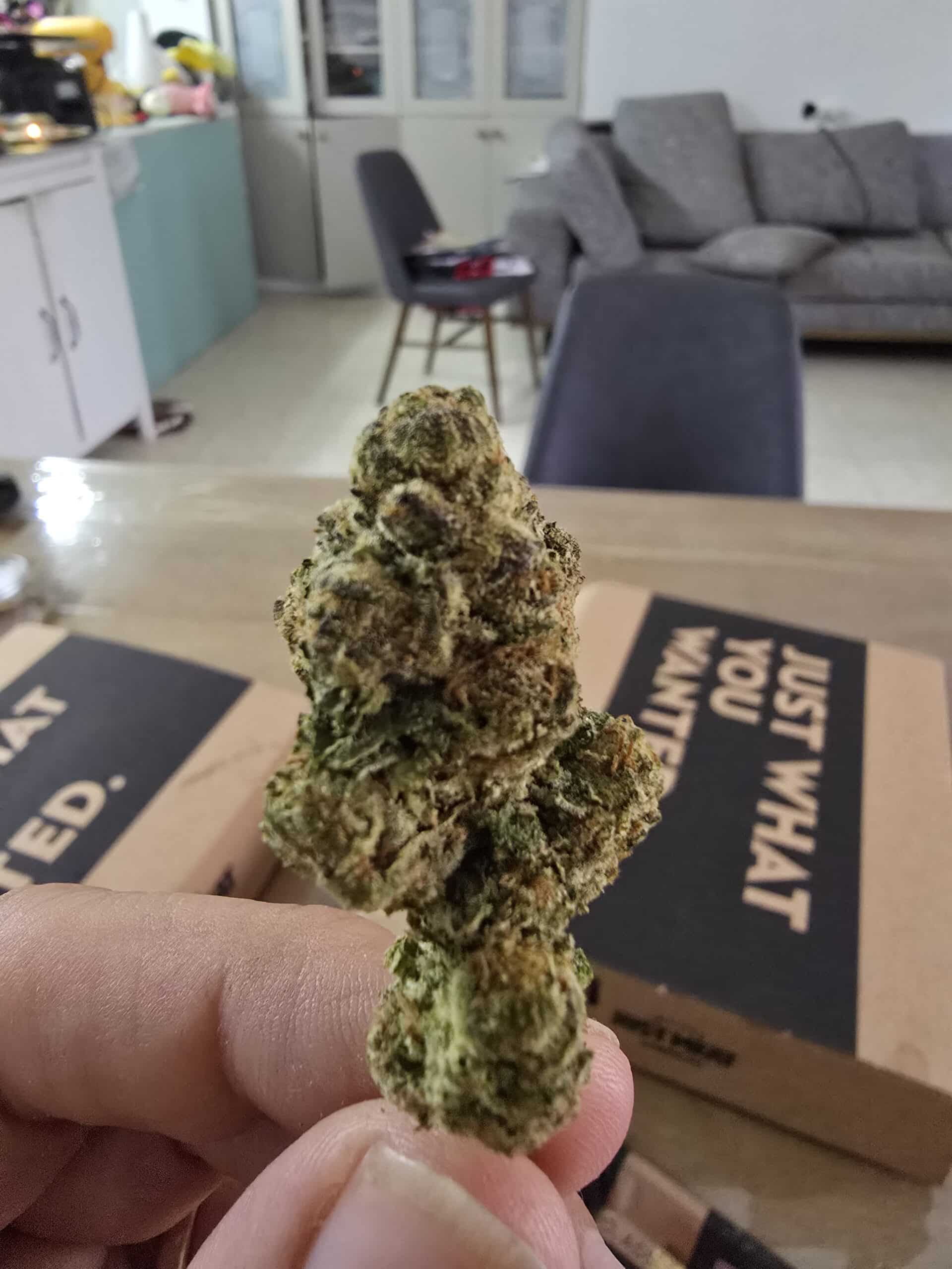 איי בי מארקר (A.B Marker) – סאטיבה T22/C4