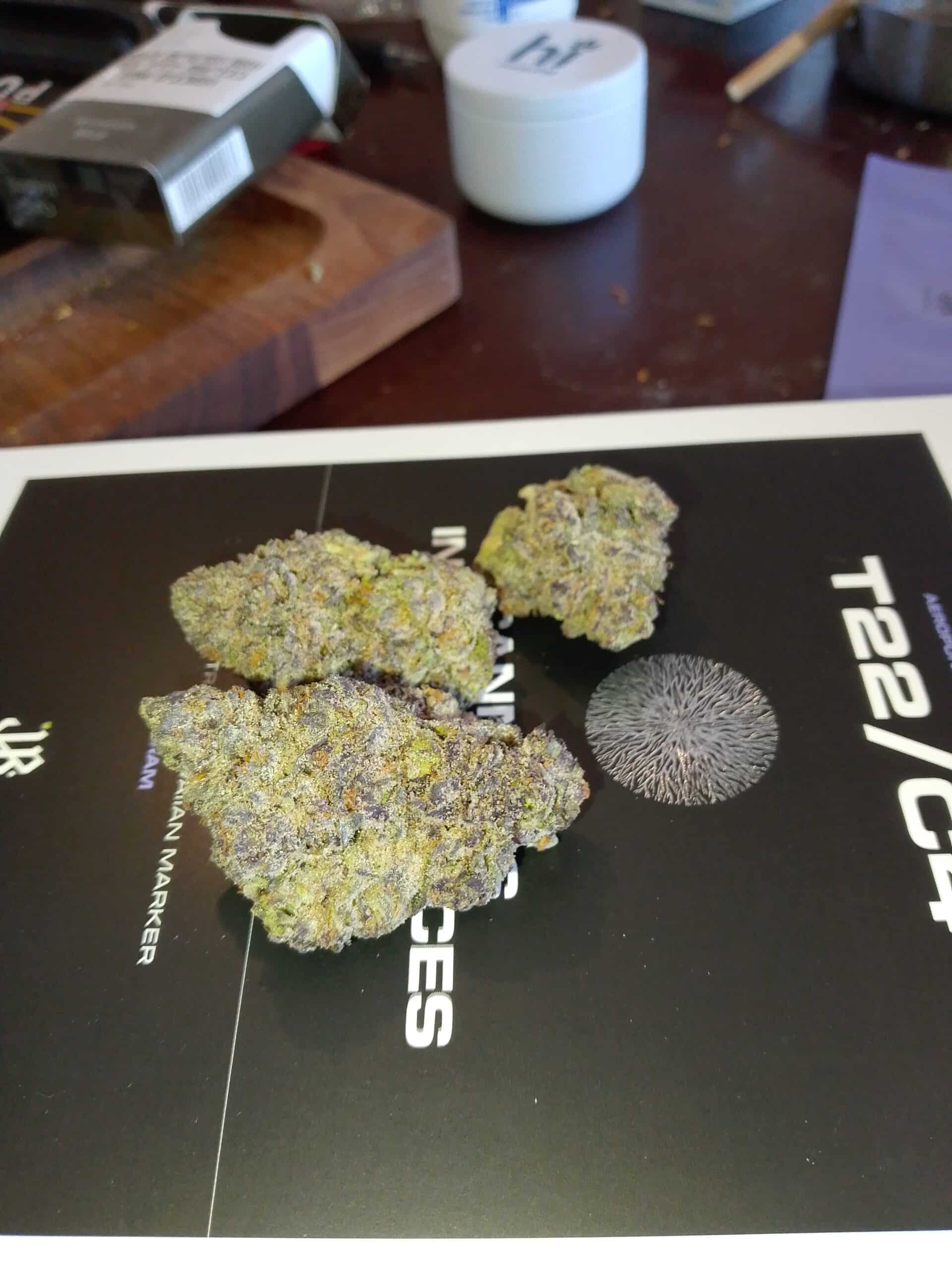 אייץ'.אם (H.M) – היבריד T22/C4