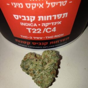 אם טי קיי (M.T.K) – אינדיקה T22/C4