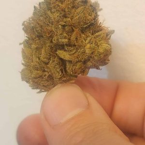 אמ.קיי. (M.K.) – סאטיבה T22/C4