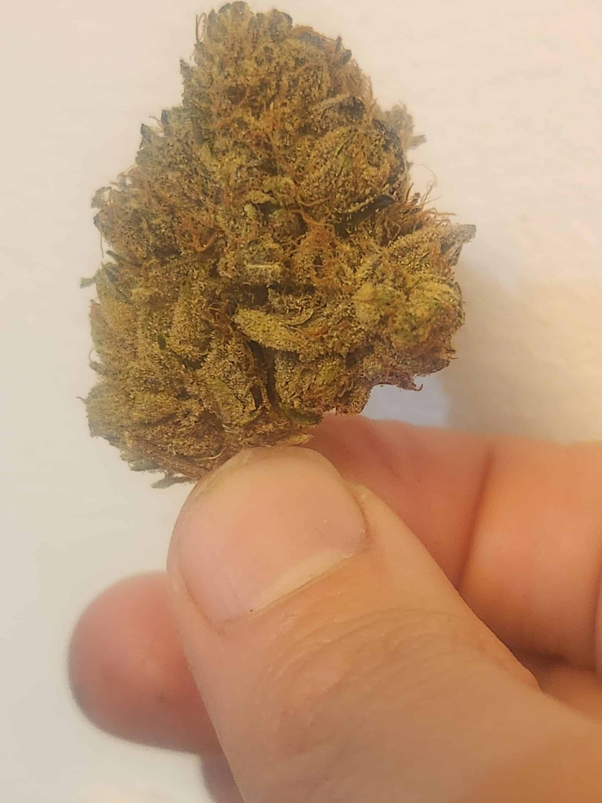 אמ.קיי. (M.K.) – סאטיבה T22/C4