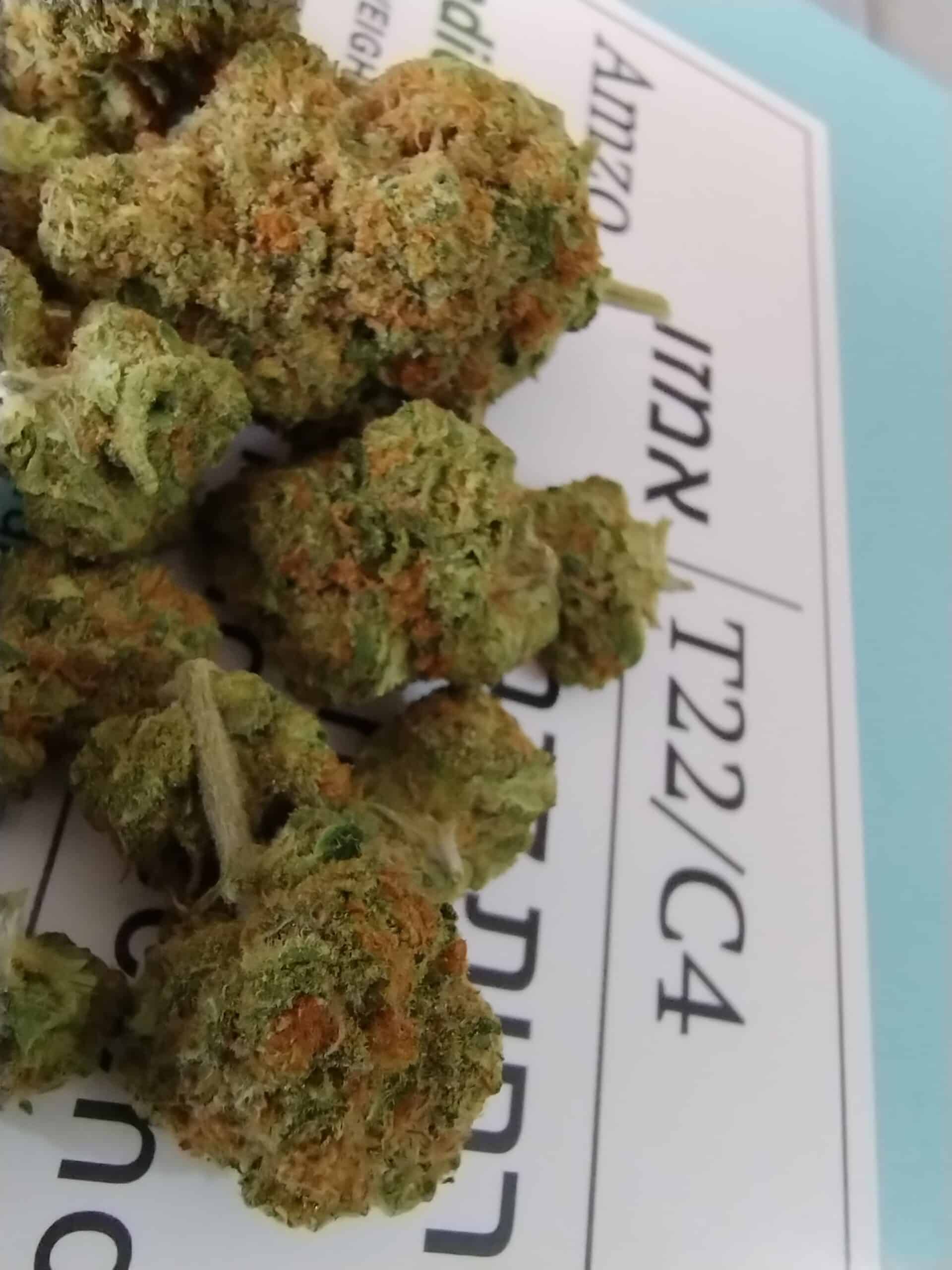 אמזו (Amzo) – אינדיקה T22/C4