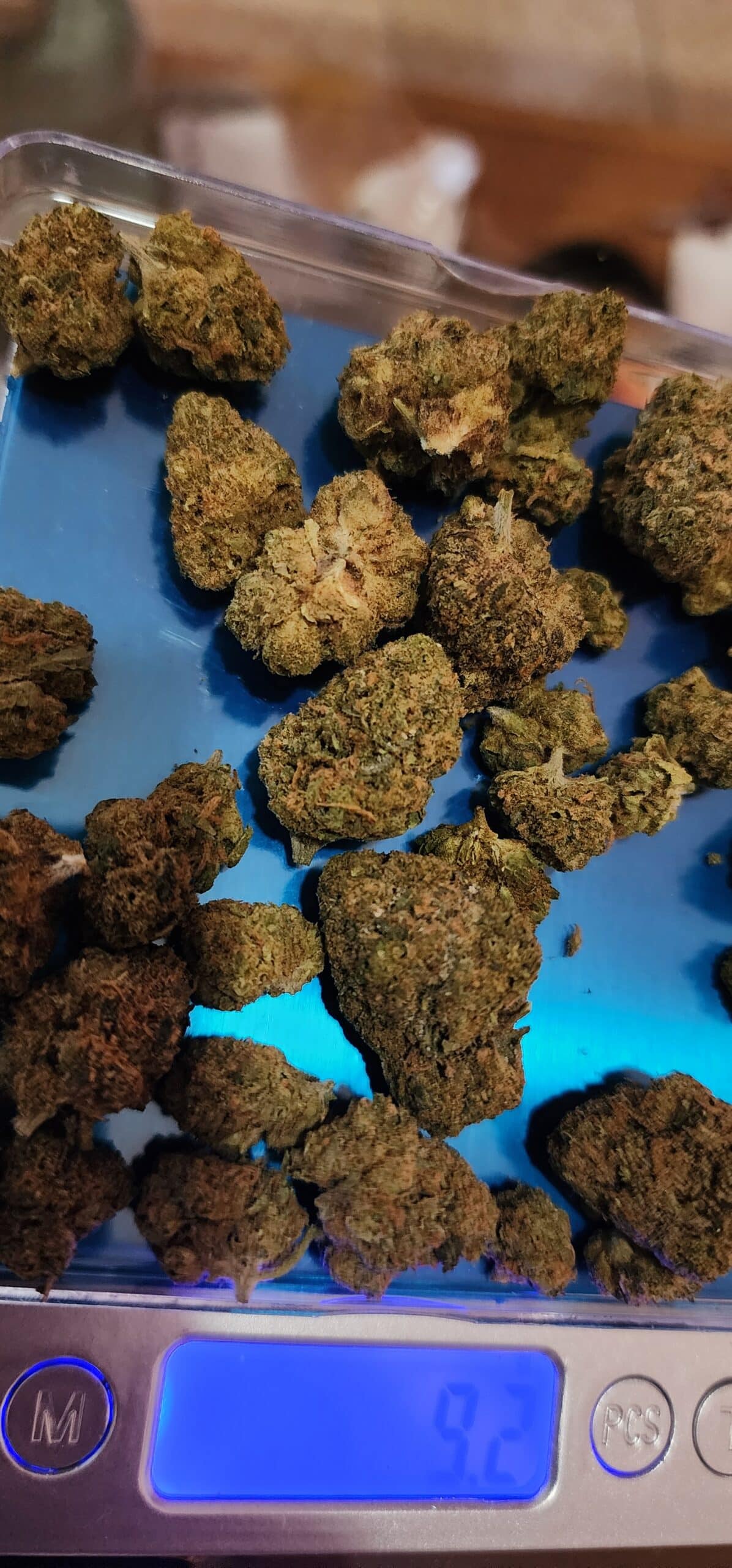 אמזוניקו (Amazonico) – סאטיבה T22/C4