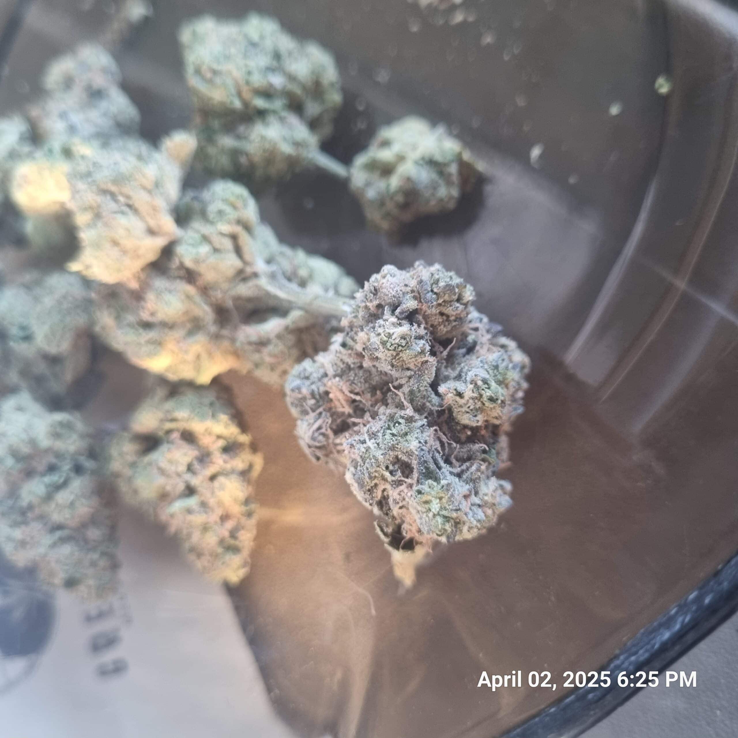 אס (S) – היבריד T22/C4