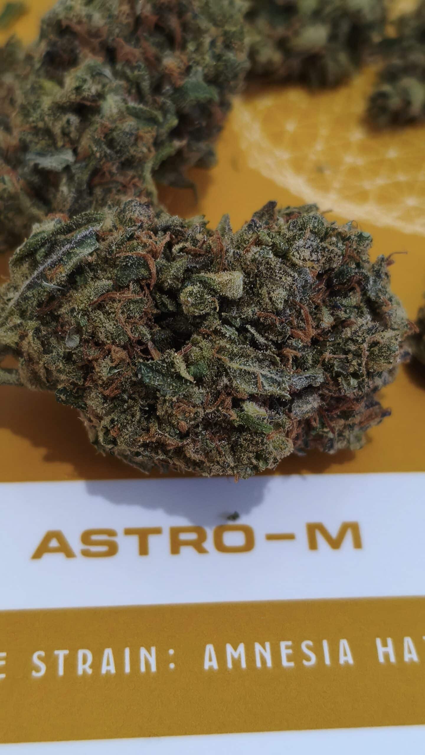 אסטרו אם (Astro M) – סאטיבה T22/C4