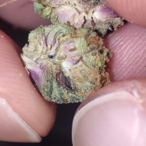 אסטרו אס.בי.טי (Astro S.B.T) – אינדיקה T22/C4