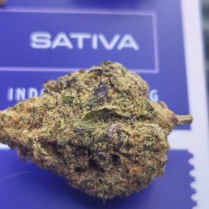 אסטרו ג'י.אל.וי (Astro G.L.V) – סאטיבה T22/C4