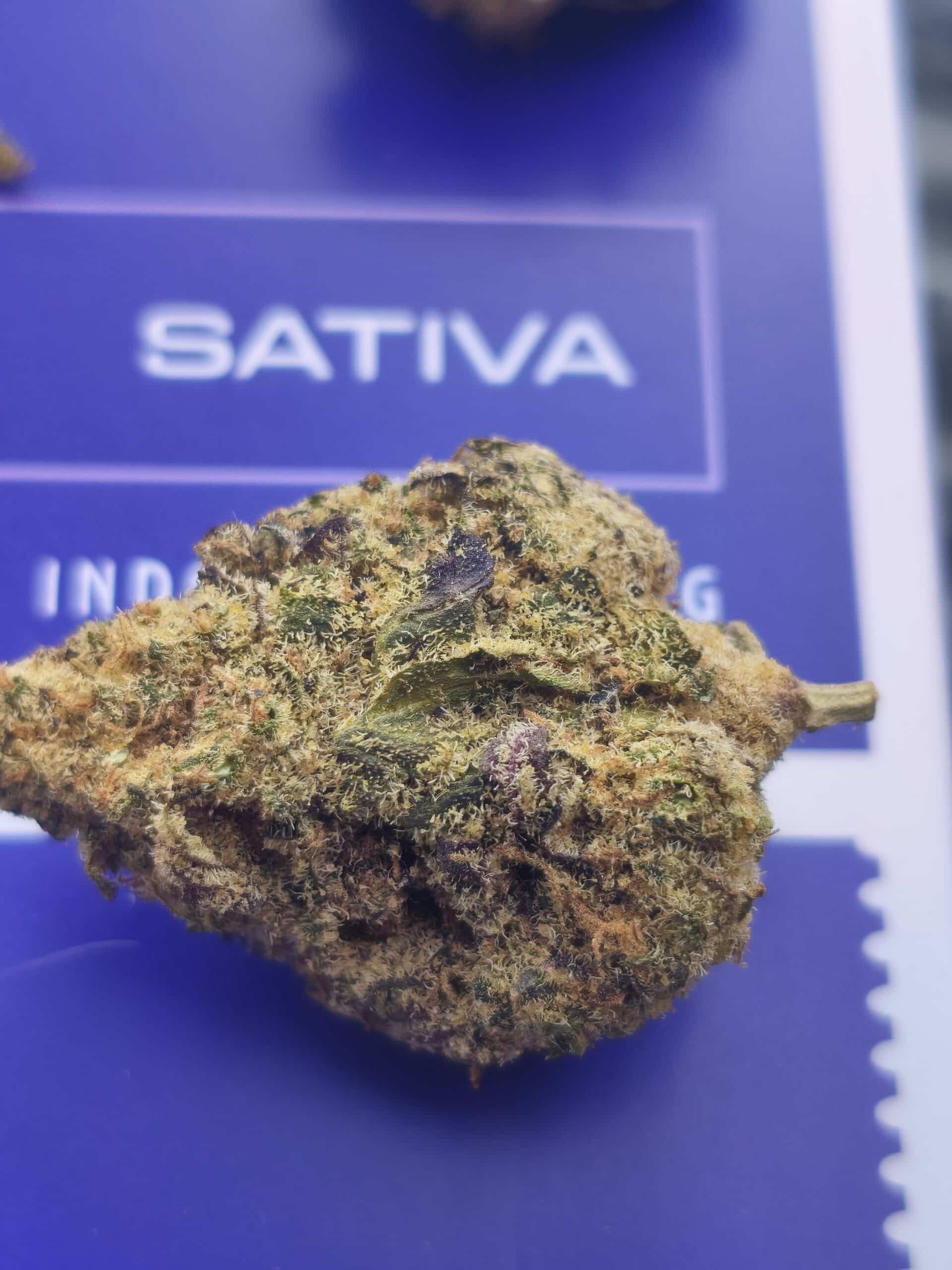 אסטרו ג'י.אל.וי (Astro G.L.V) – סאטיבה T22/C4