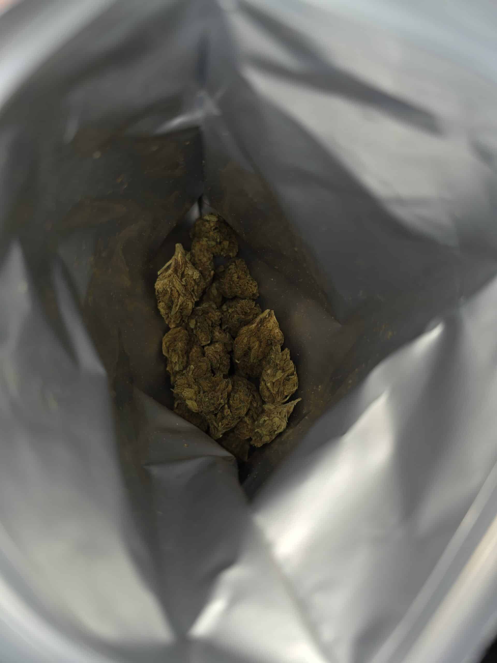 אר.סי (R.C) – סאטיבה T22/C4