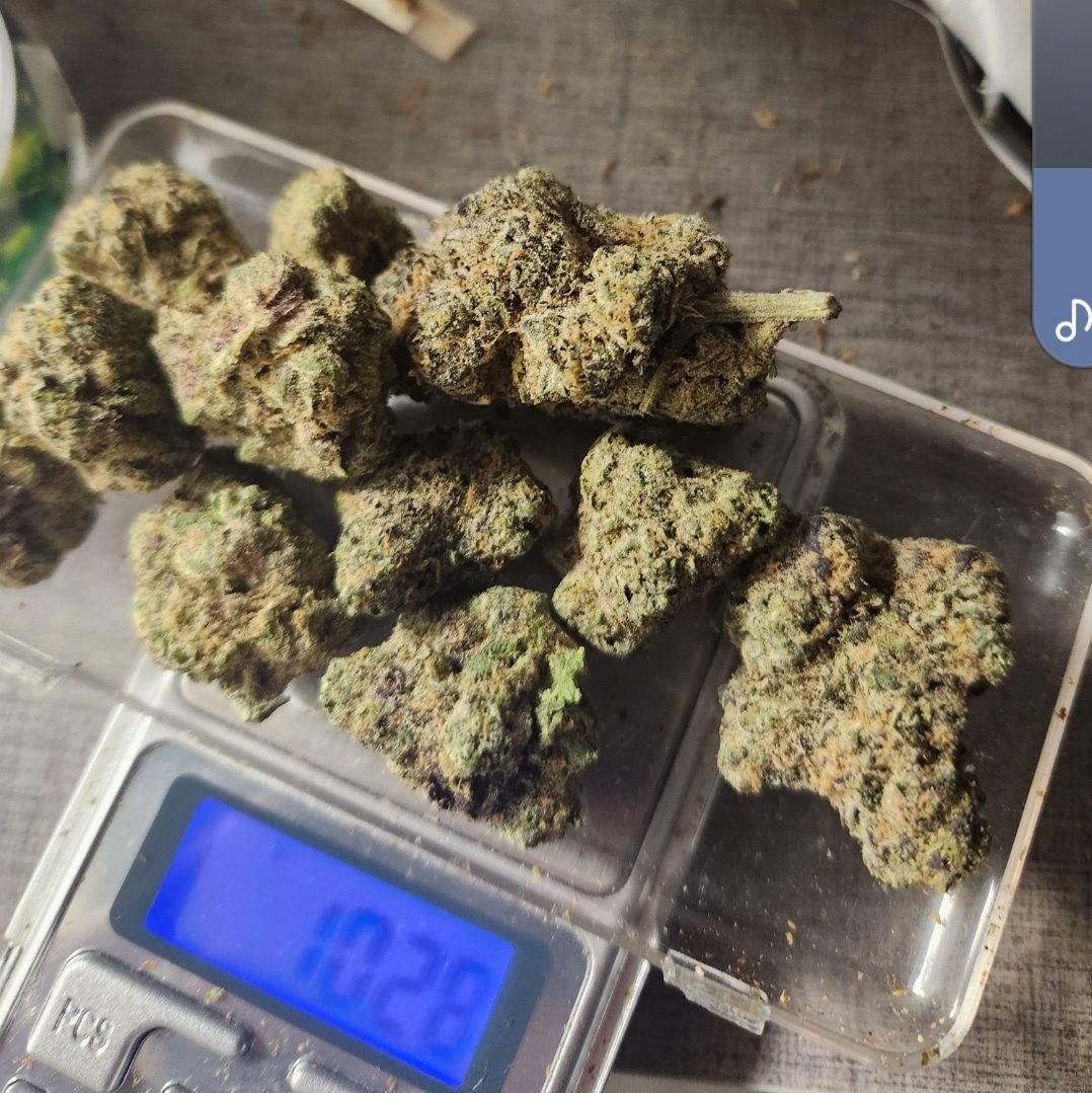 בלאק קלובר תלתן שחור (Black Clover) – אינדיקה T22/C4