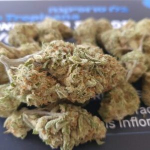 בלו טרופיקנה (Blue Tropicana) – סאטיבה T22/C4