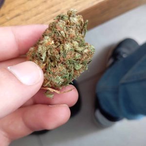 ג'י.אל (G.L) – סאטיבה T22/C4