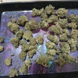 ג'י אם או 142 (GMO 142) – אינדיקה T22/C4