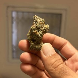 ג'י אם או.טי (GMO.T) – אינדיקה T22/C4 ג'י אם או.טי (GMO.T) – אינדיקה T22/C4