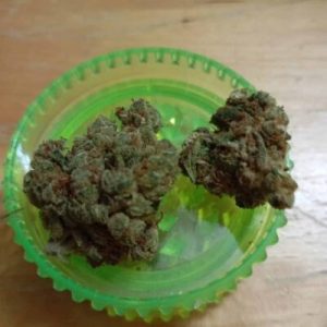 ג'י אם או סאן (GMO Sun) – אינדיקה T22/C4