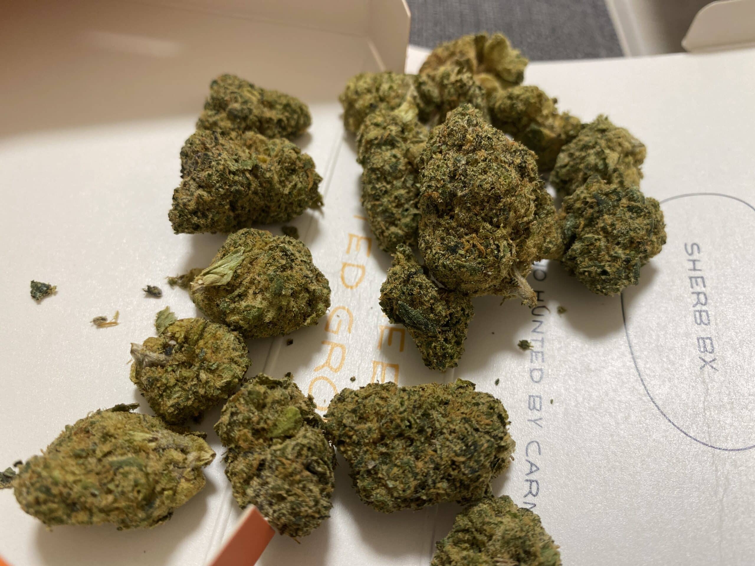 ג'יי.אן (J.N) – סאטיבה T22/C4