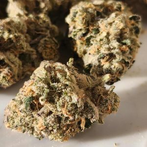 ג.ל.ה (G.L.A) – אינדיקה T22/C4