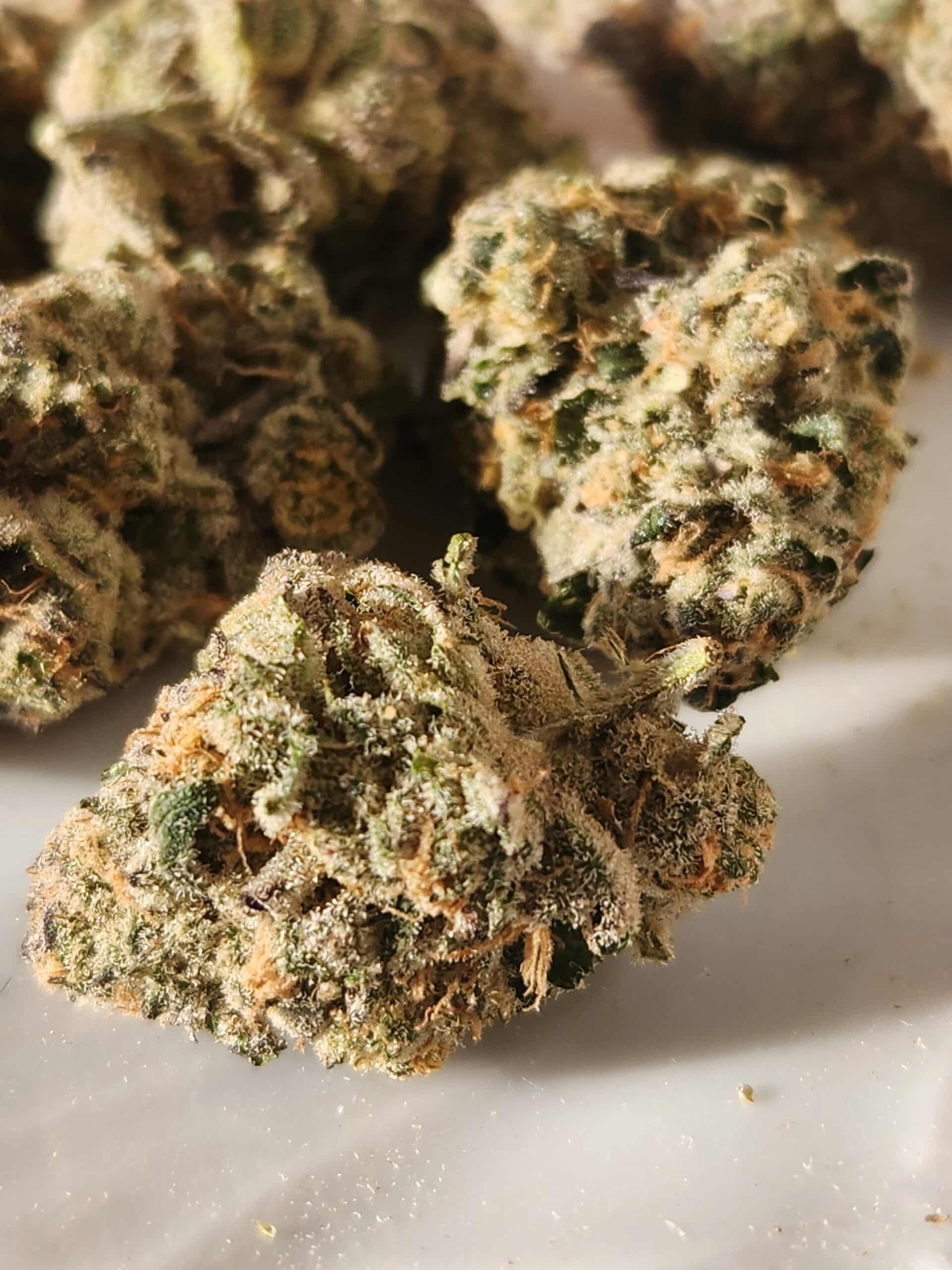 ג.ל.ה (G.L.A) – אינדיקה T22/C4