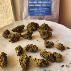 ג.ס.פ (GSP) – היבריד T22/C4