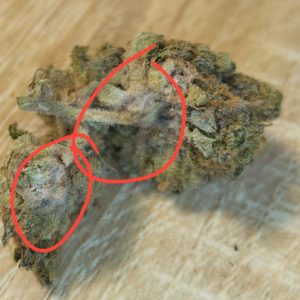 גי.טי.אר (G.T.R) – היבריד T22/C4