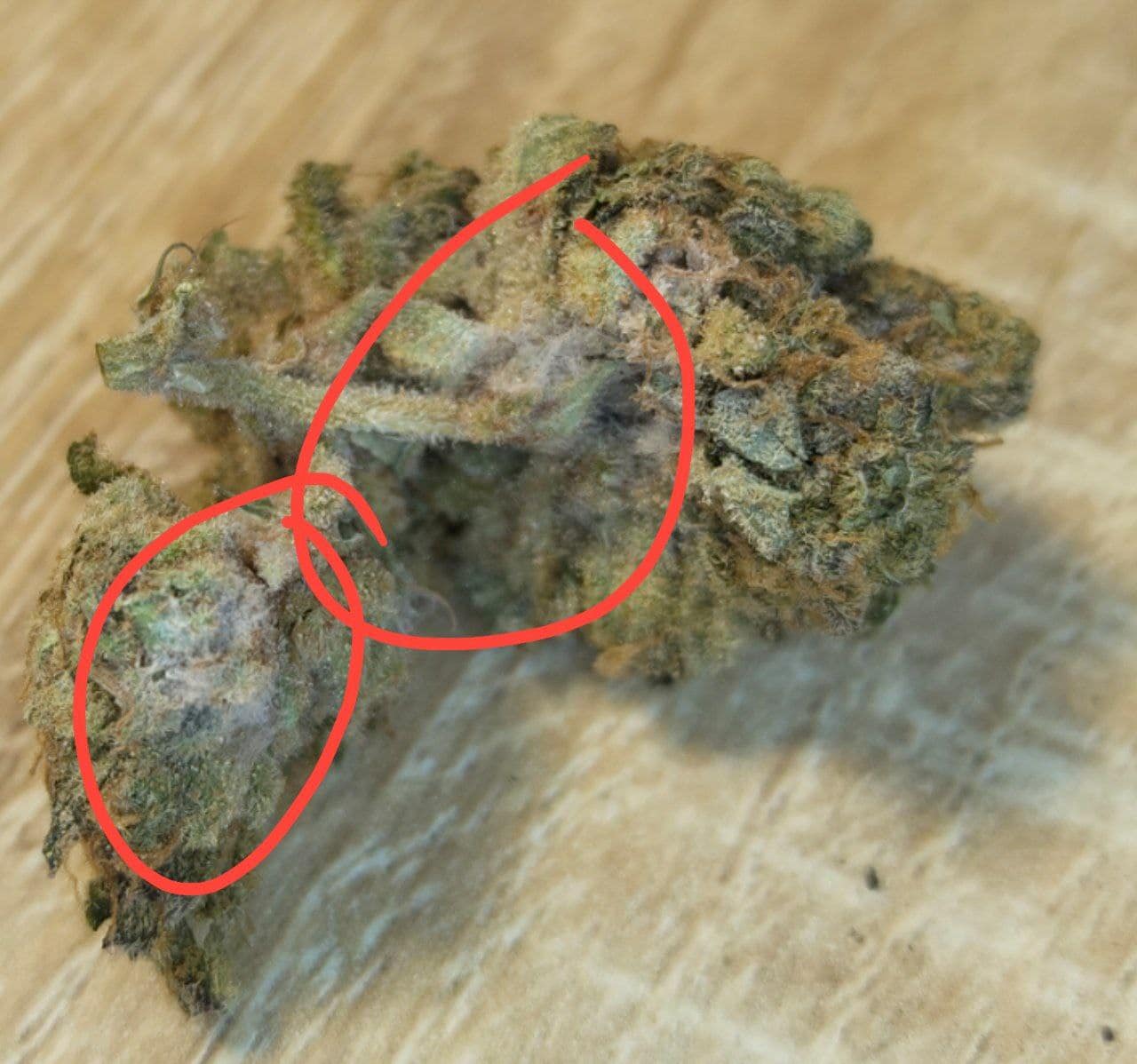 גי.טי.אר (G.T.R) – היבריד T22/C4