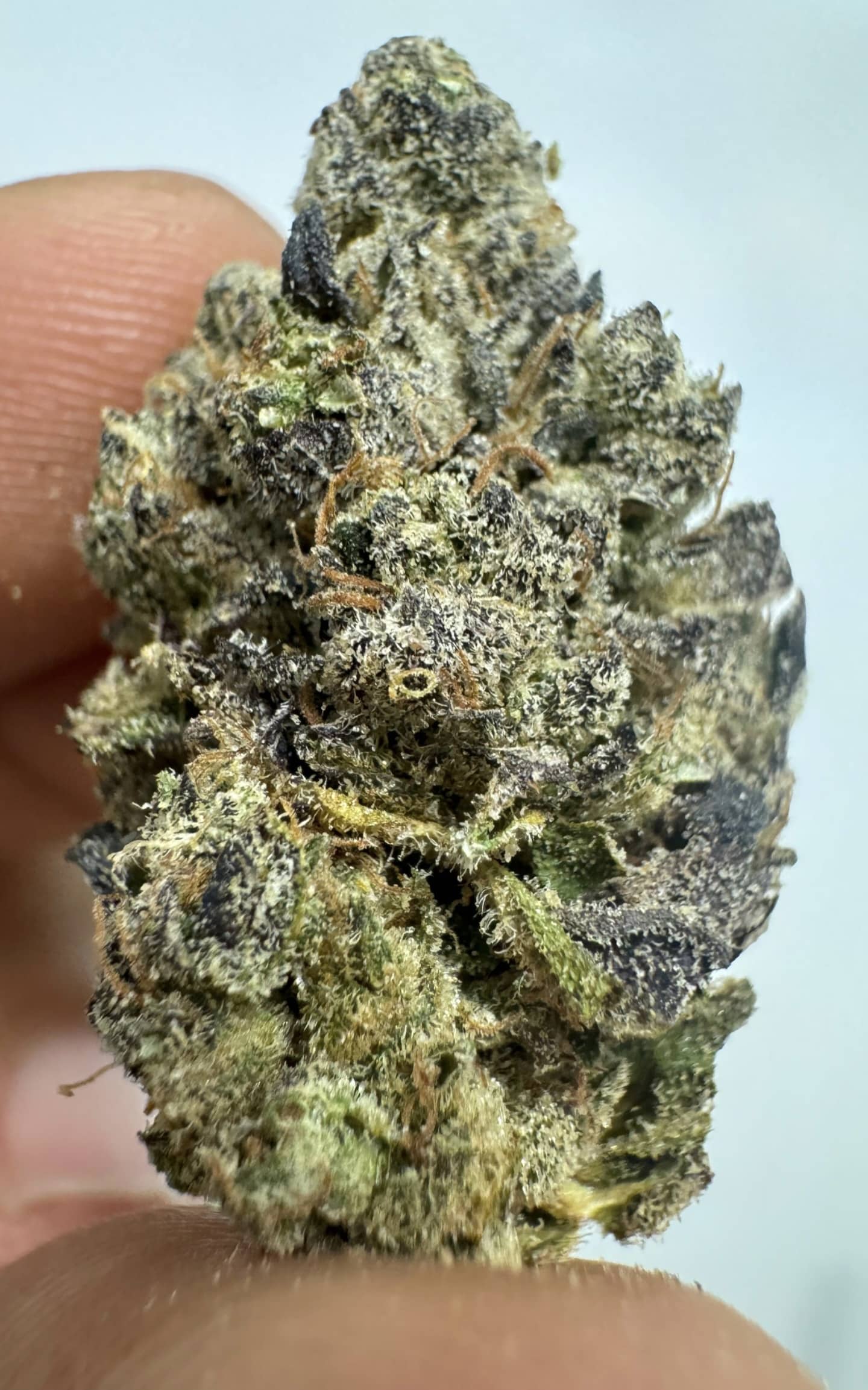 גר.ליקס (Gar.Lix) – אינדיקה T22/C4