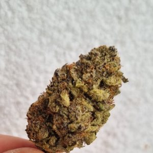 דארק שאמפה (Dark Champa) – סאטיבה T22/C4