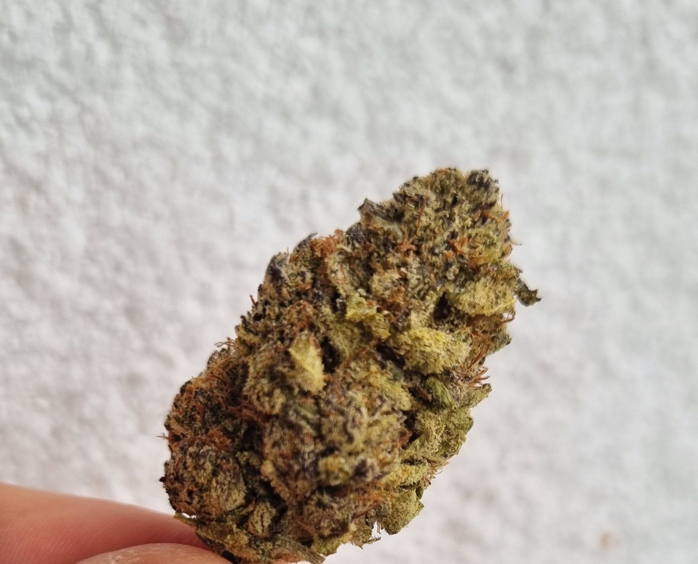 דארק שאמפה (Dark Champa) – סאטיבה T22/C4