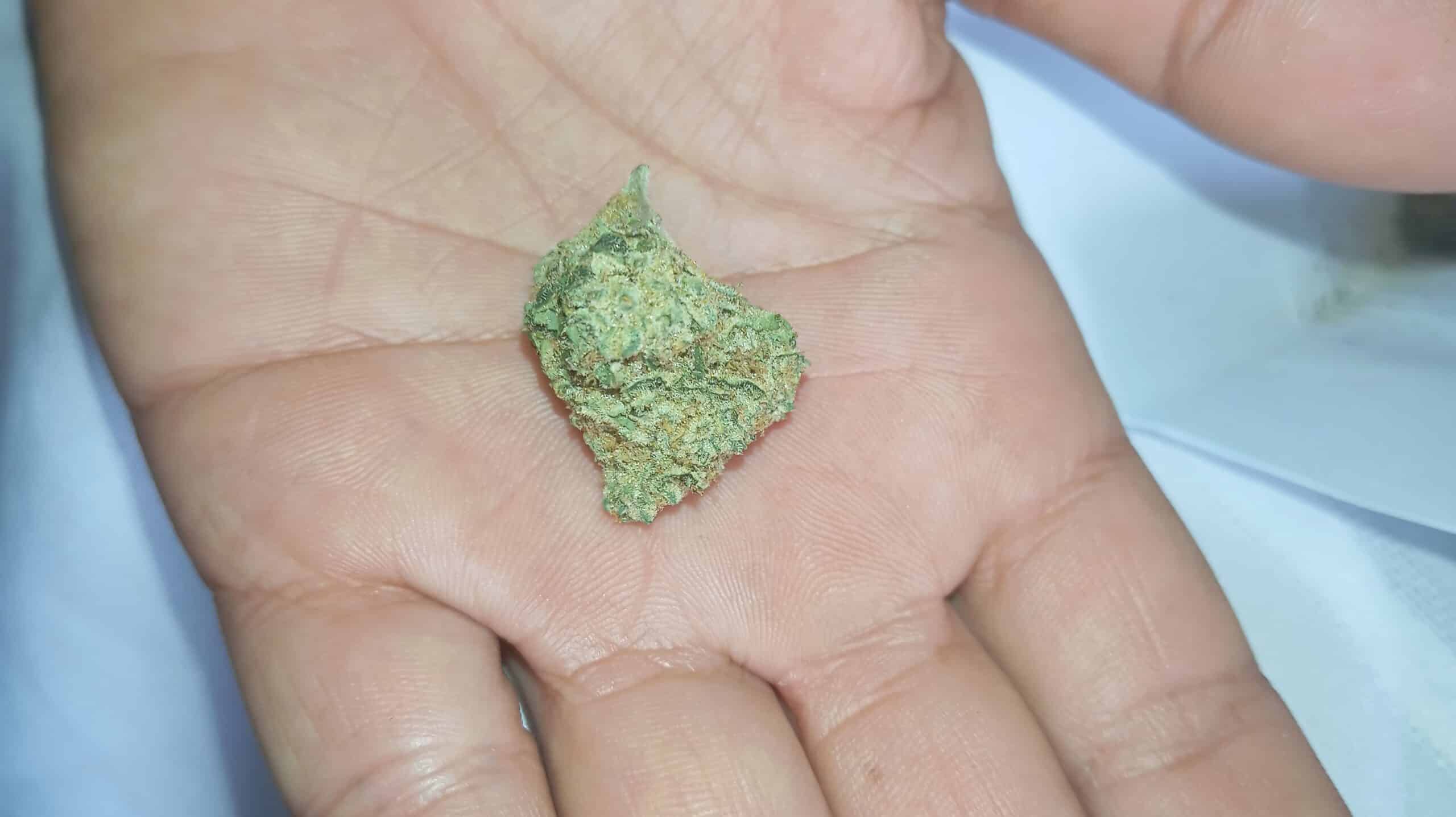 דדו (Dedo) – אינדיקה T22/C4