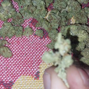 דה ג'י. אס. סי (The G.S.C) – סאטיבה T22/C4