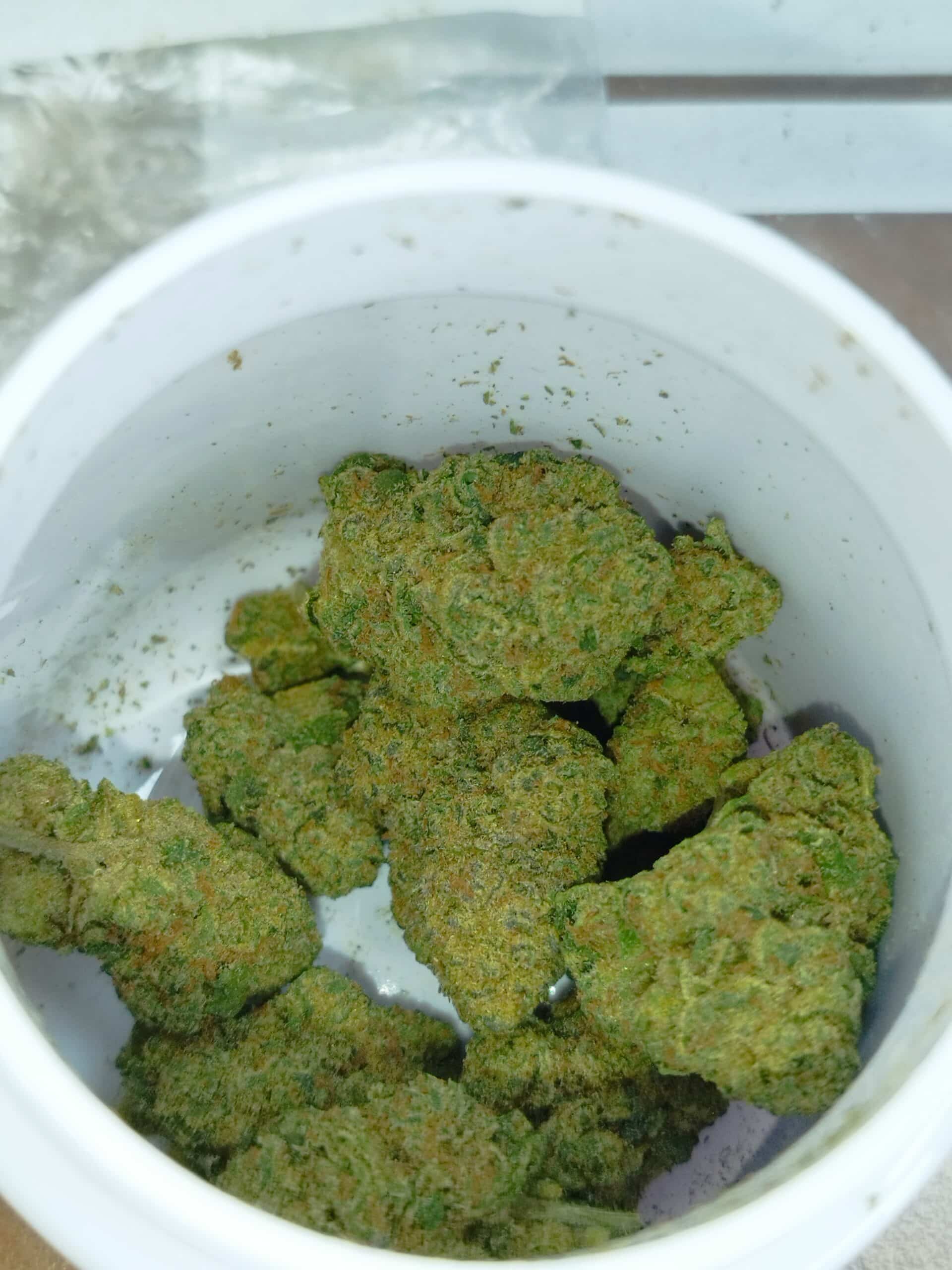 דו סי דו (Do Si Do) – היבריד T22/C4