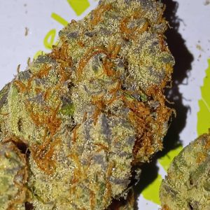 הופי (Hopi) – אינדיקה T22/C4