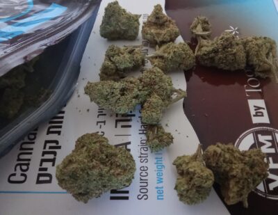 הייץ'.או.ג'י (H.O.G) – אינדיקה T22/C4