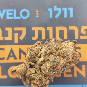 וולו (Velo) – אינדיקה T22/C4