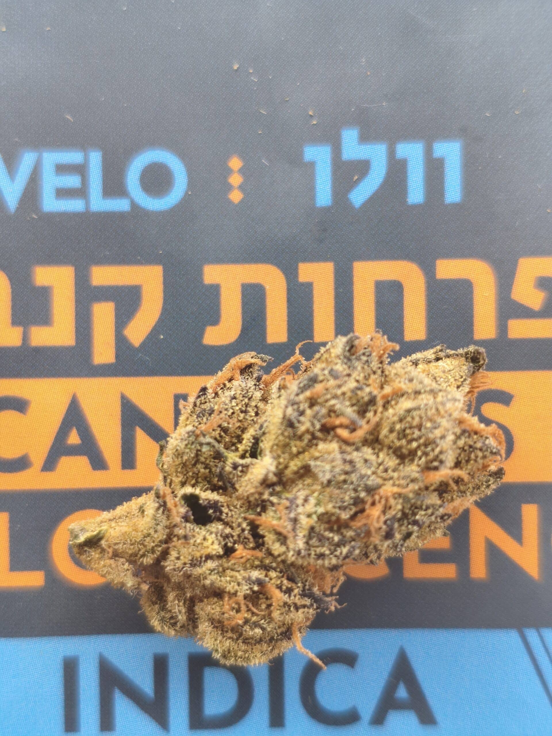 וולו (Velo) – אינדיקה T22/C4