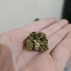 ז.לאטו (Z.Lato) – אינדיקה T22/C4