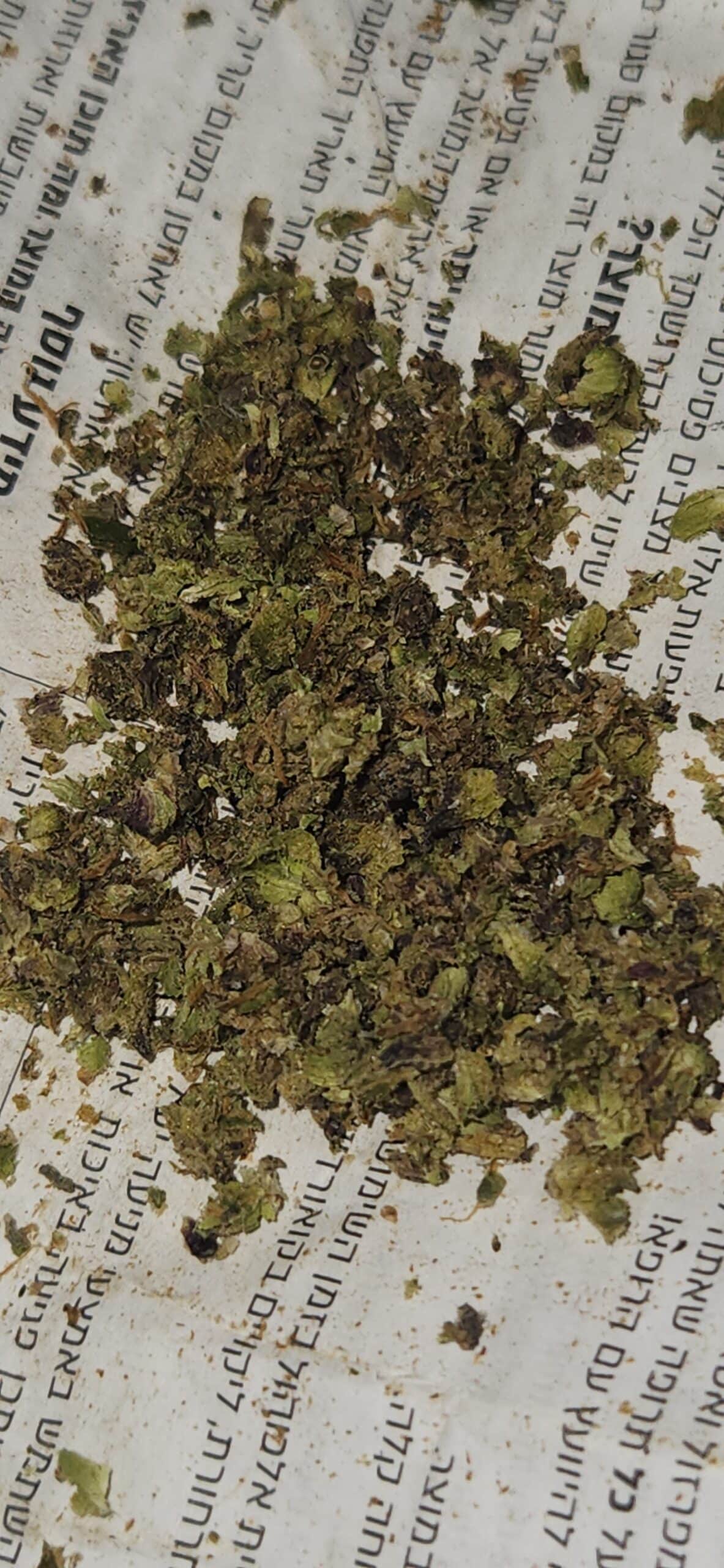 זד 11 (Z11) – אינדיקה T22/C4