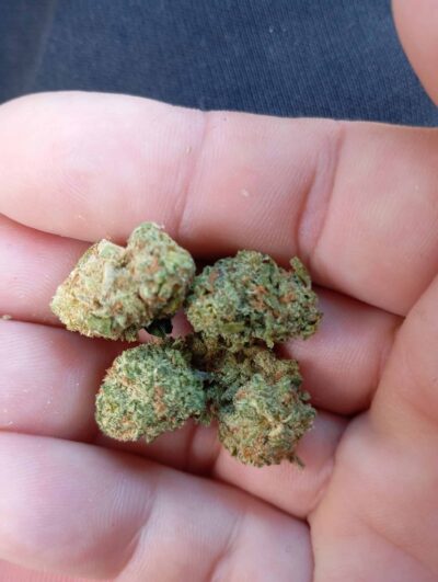 זד 4 (Z4) – היבריד T22/C4