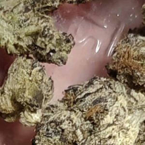 זד 7 (Z7) – סאטיבה T22/C4