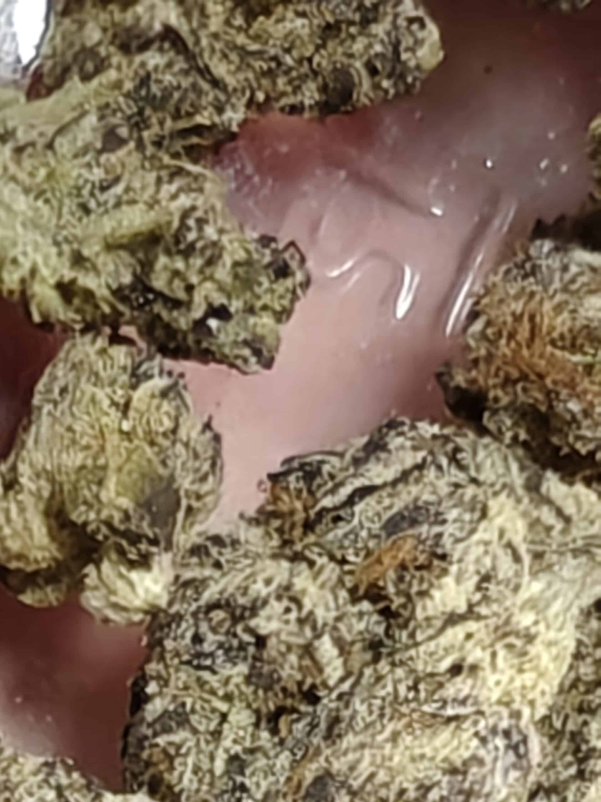 זד 7 (Z7) – סאטיבה T22/C4