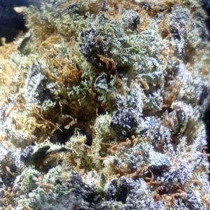 טי.אר.ג'י (TRG) – אינדיקה T22/C4