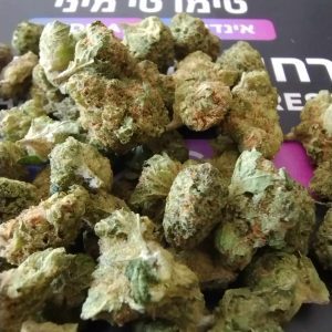 טימו טי מיני (Timo T Mini) – אינדיקה T22/C4