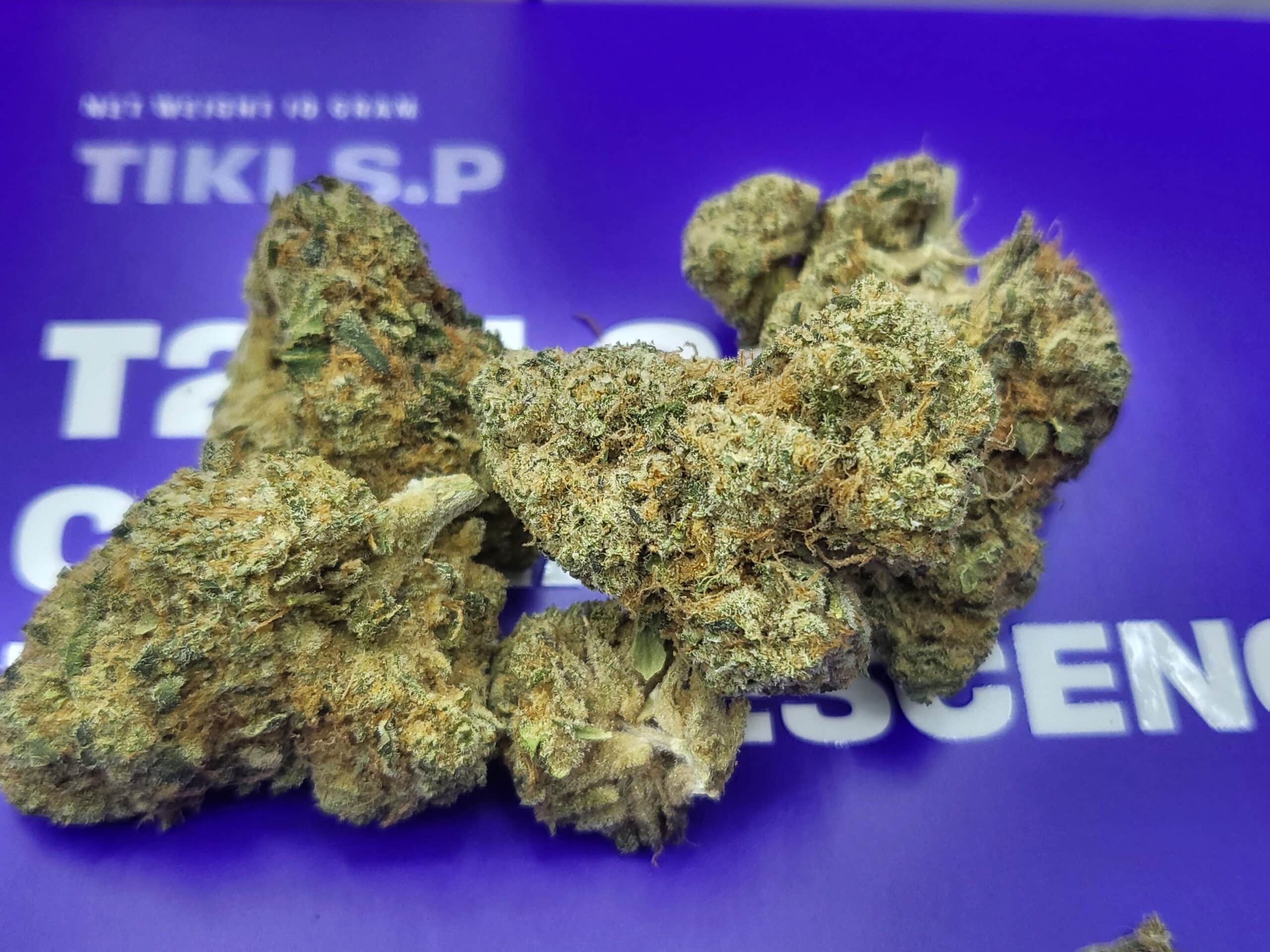 טיקי אס.פי (Tiki S.P) – אינדיקה T22/C4