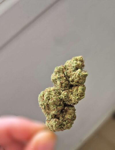 טרנקילה (Tranquila) – היבריד T1/C22