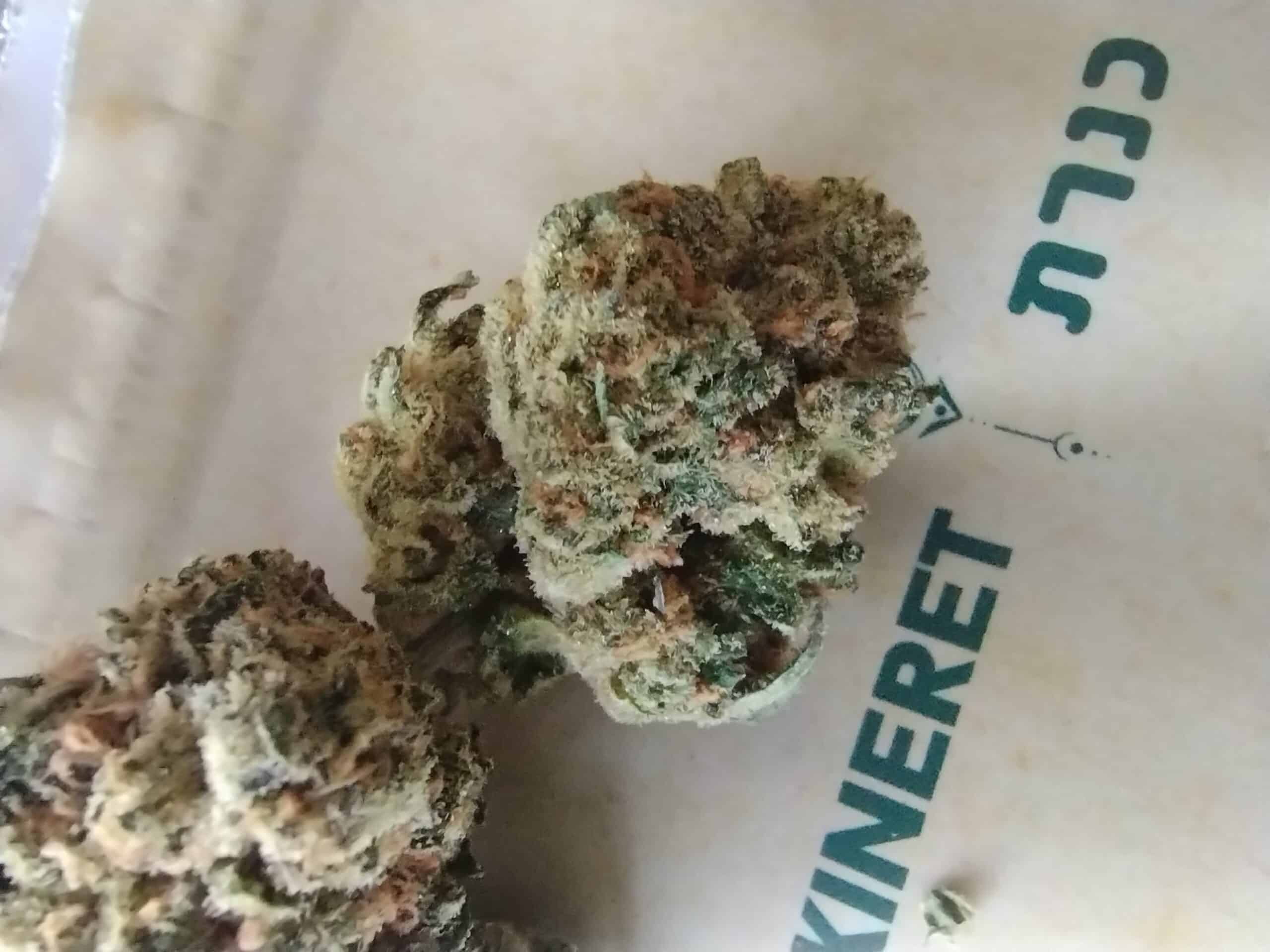 כנרת (Kineret) – אינדיקה T22/C4