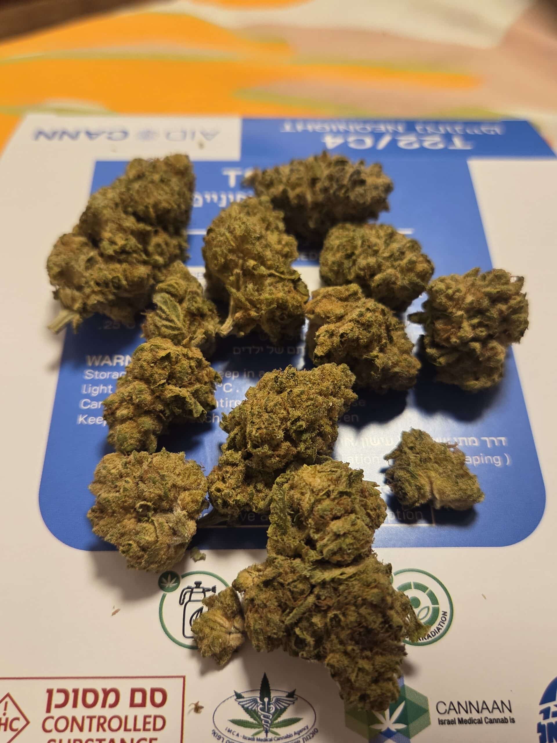 נאונייט (Neonight) – אינדיקה T22/C4