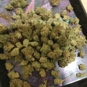 נימבוס מיני (Nimbus Mini) – אינדיקה T22/C4